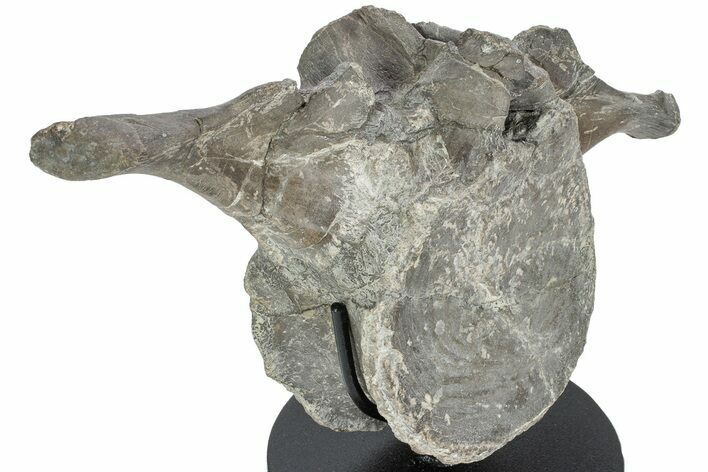 Hadrosaur (Maiasaura) Vertebra w/ Metal Stand - Montana #227770